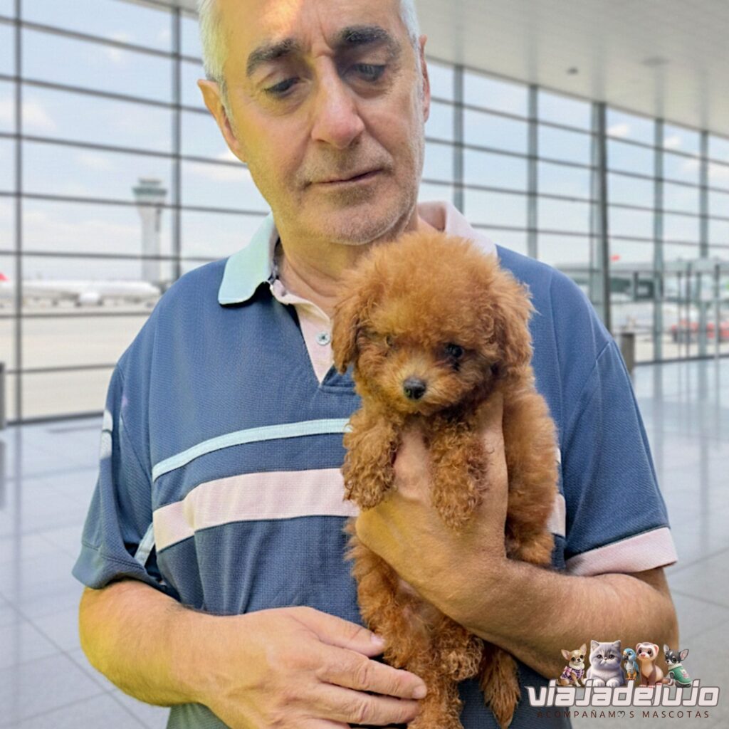 acompañar mascotas en viajes
