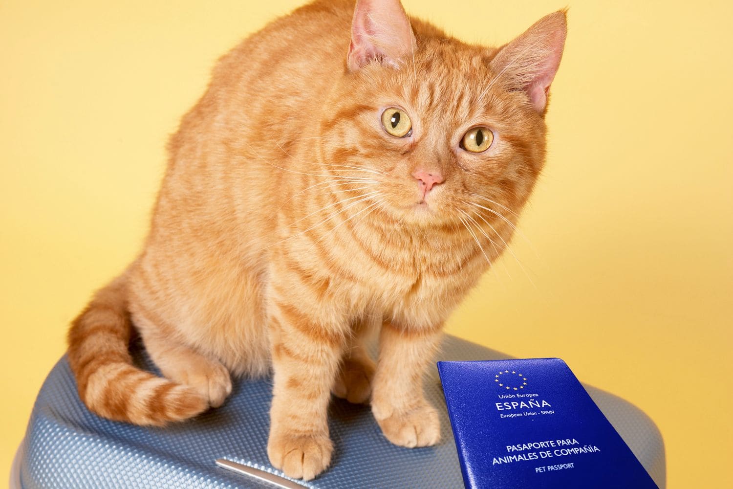 documentación para viajar mascota en españa pasaporte