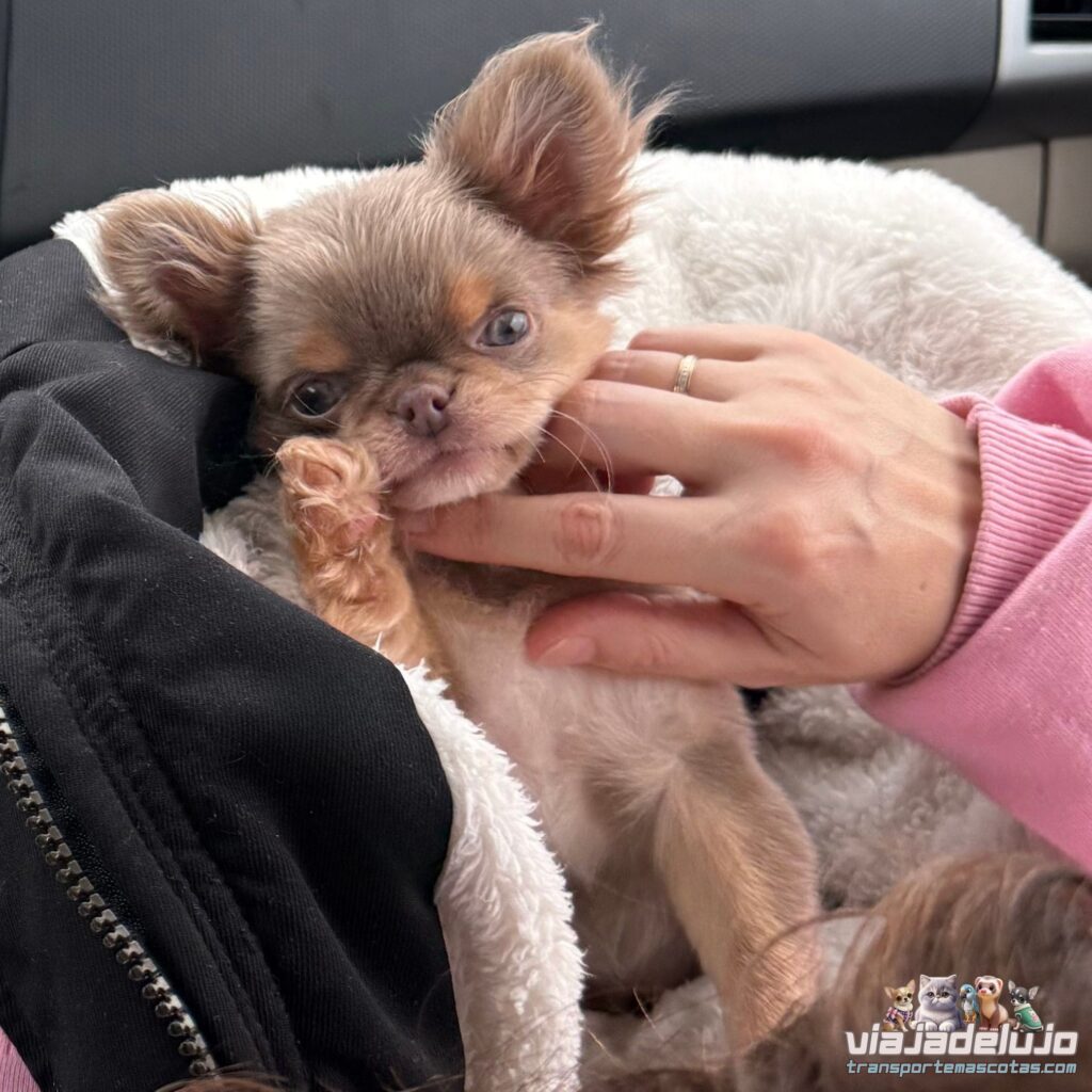 transportar un cachorro de manera profesional