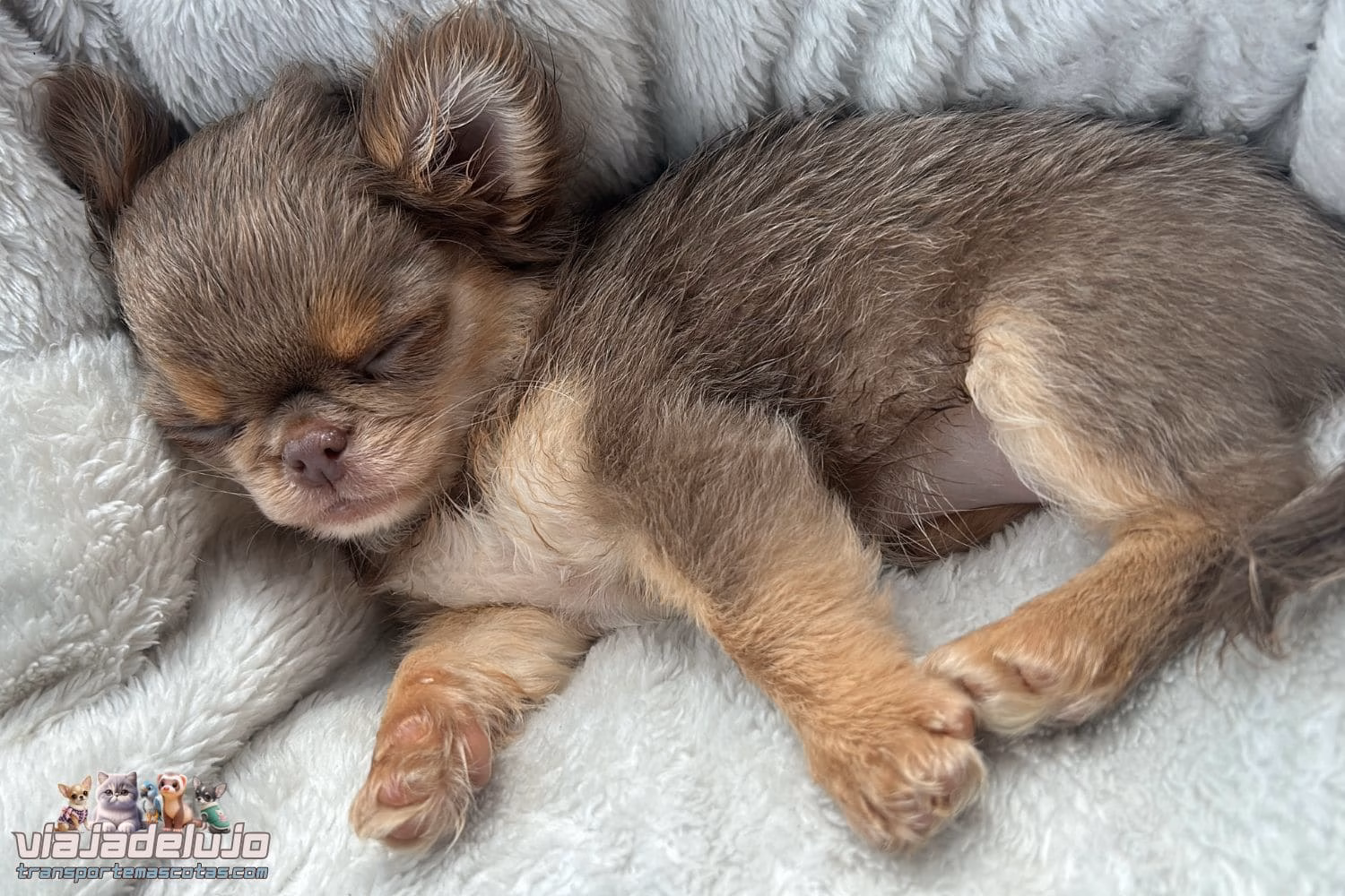 como transportar un cachorro de forma segura y legal
