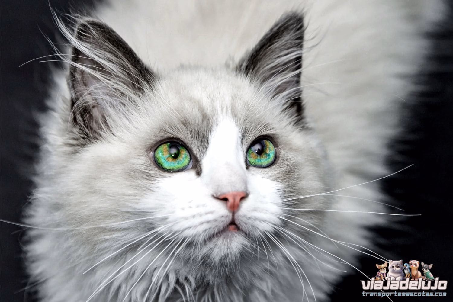 transporte de gatos en españa requisitos para viajar
