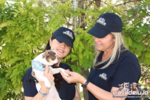 servicios premium envios mascotas