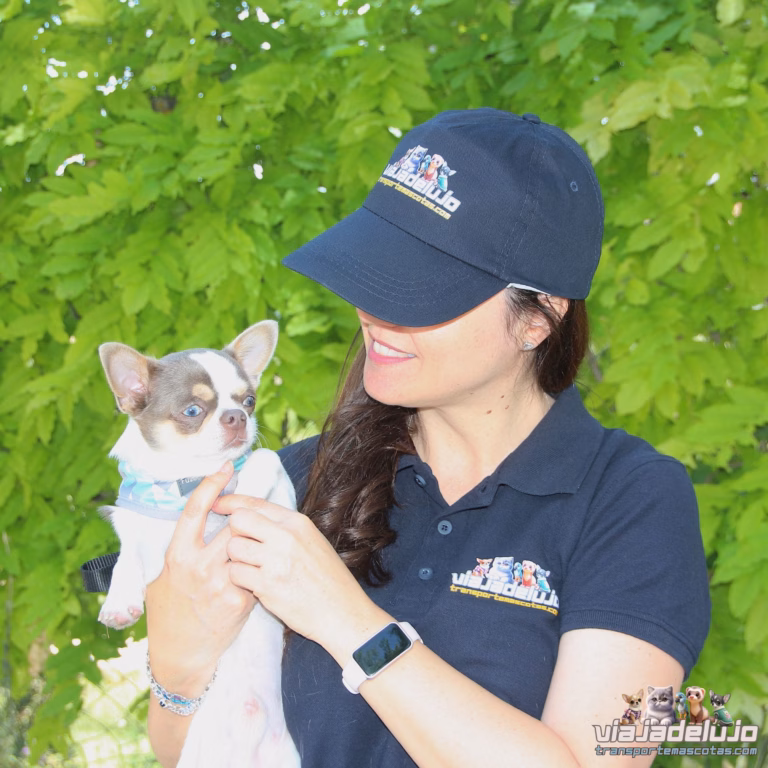 quienes somos equipo de transporte mascotas viaja de lujo
