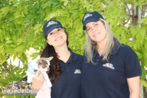 transporte mascotas en españa servicios premium para animales pequeños