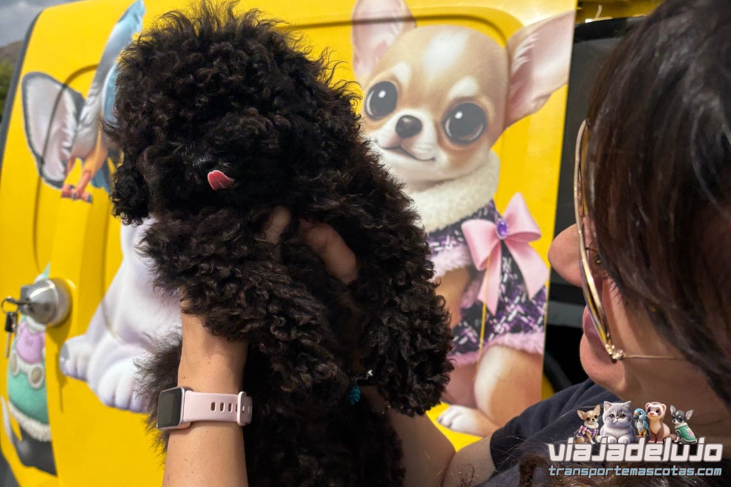 Bosco, caniche toy, tras su viaje de Málaga a Valencia con ViajaDeLujo