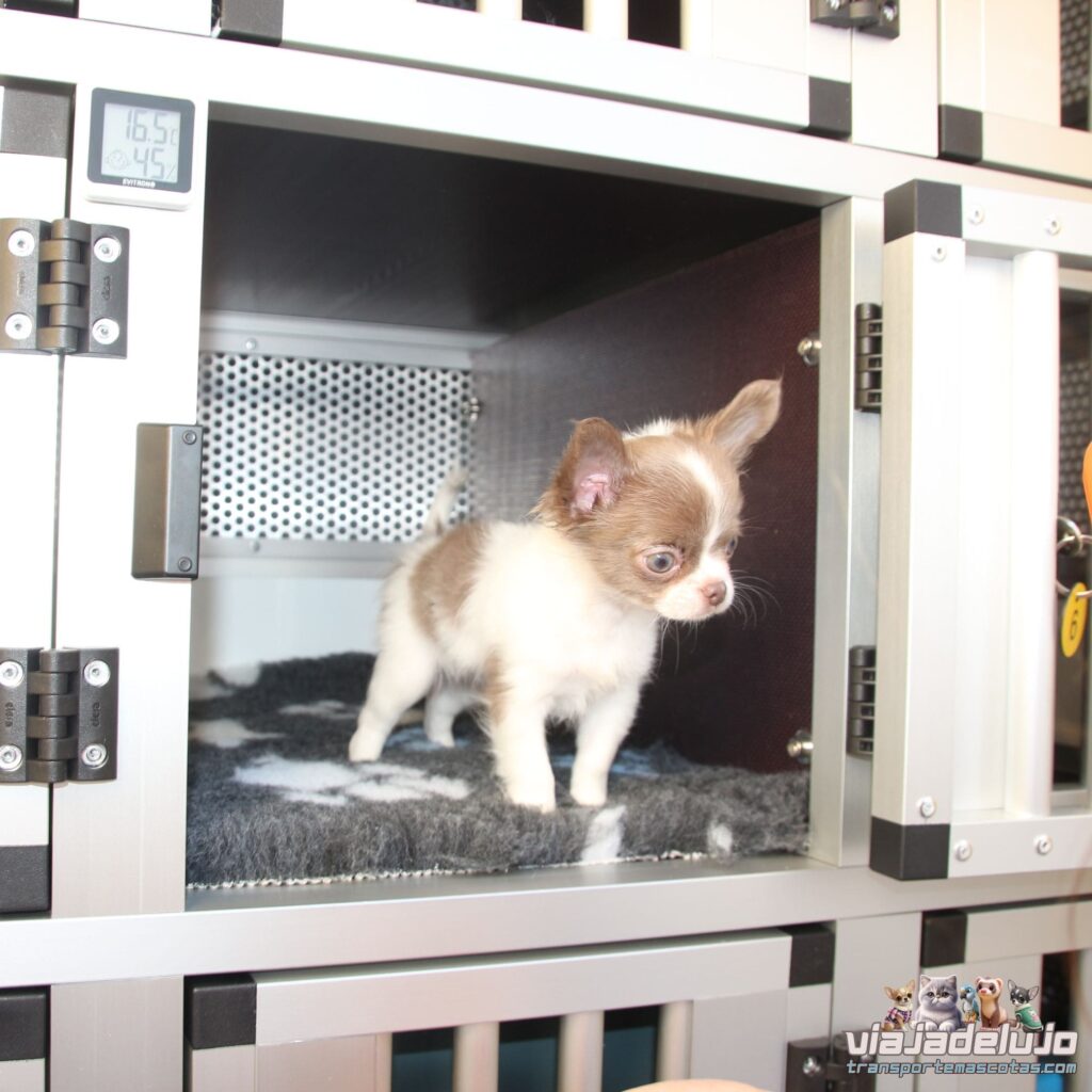 Nuestros Pasajeros - Tus Mascotas son Nuestros Clientes VIP 1 nuestros pasajeros, mascotas