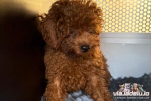 goku caniche toy rojo viajando de barcelona a madrid con viajadelujo