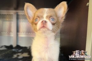 Transporte Mascotas Córdoba-Palencia con Donna - Cachorro Chihuahua 4 chihuahua viajando con trasnportemascotas.com