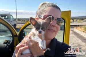 Transporte Mascotas Córdoba-Palencia con Donna - Cachorro Chihuahua 5 transporte chihuahuas cordoba palencia