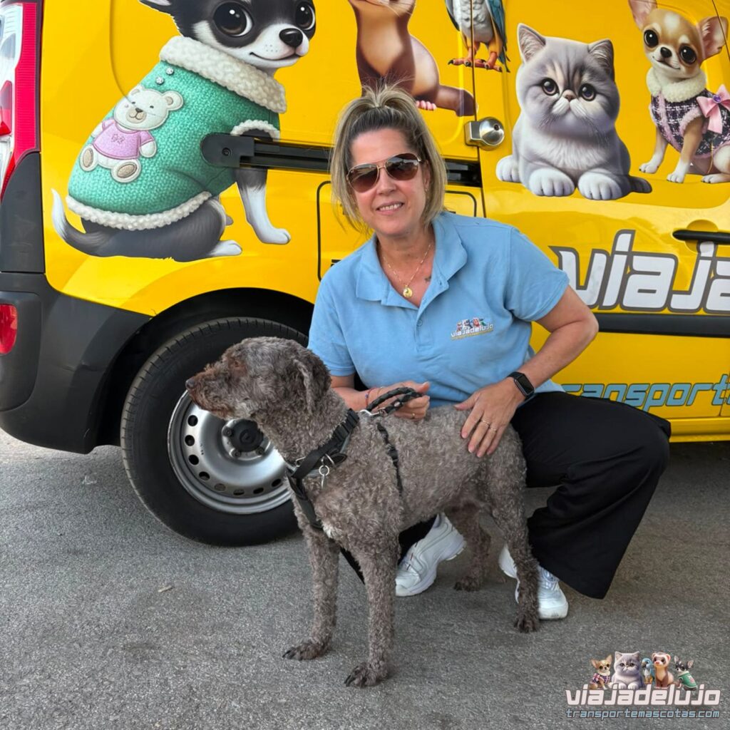 mora perro de aguas senior en su viaje de madrid a rute, cordoba
