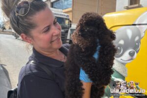 Transporte Mascotas Málaga-Valencia Bosco - Viaja de Lujo 💎 5 transporte mascotas malaga valencia caniche toy