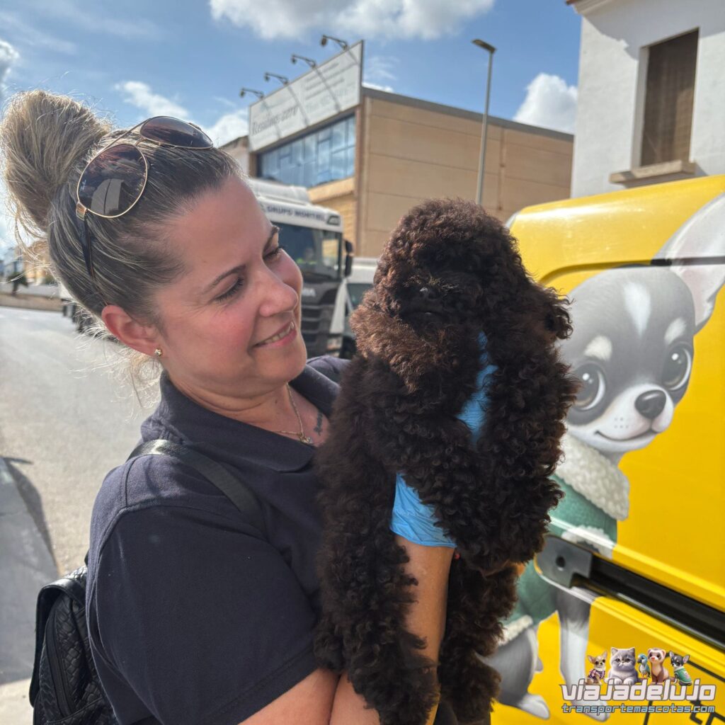 Transporte Mascotas Málaga-Valencia Bosco - Viaja de Lujo 💎 1 transporte mascotas andalucia valencia para caniche toy