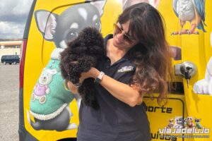 Transporte Mascotas Málaga-Valencia Bosco - Viaja de Lujo 💎 3 transporte mascotas malaga valencia caniche toy