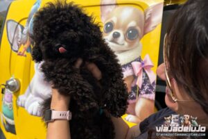 Transporte Mascotas Málaga-Valencia Bosco - Viaja de Lujo 💎 4 transporte de mascotas de malaga a valencia con viaja de lujo