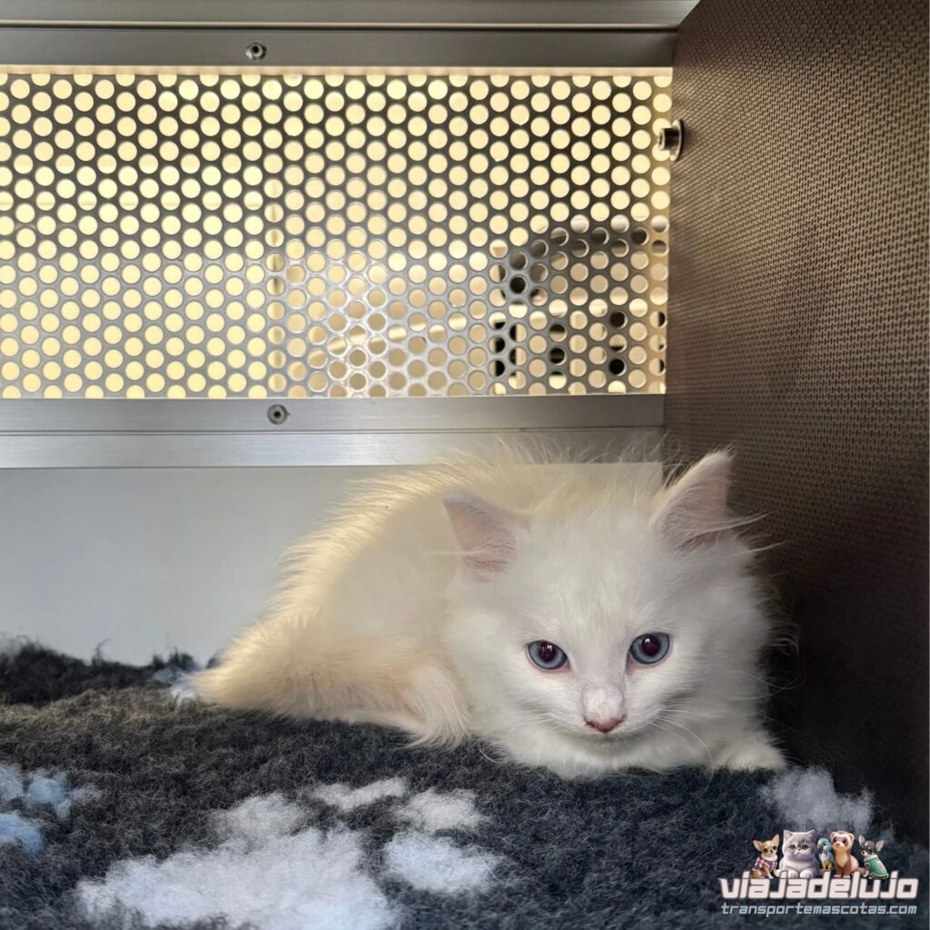 transporte mascotas gatos ragdoll toledo barcelona
