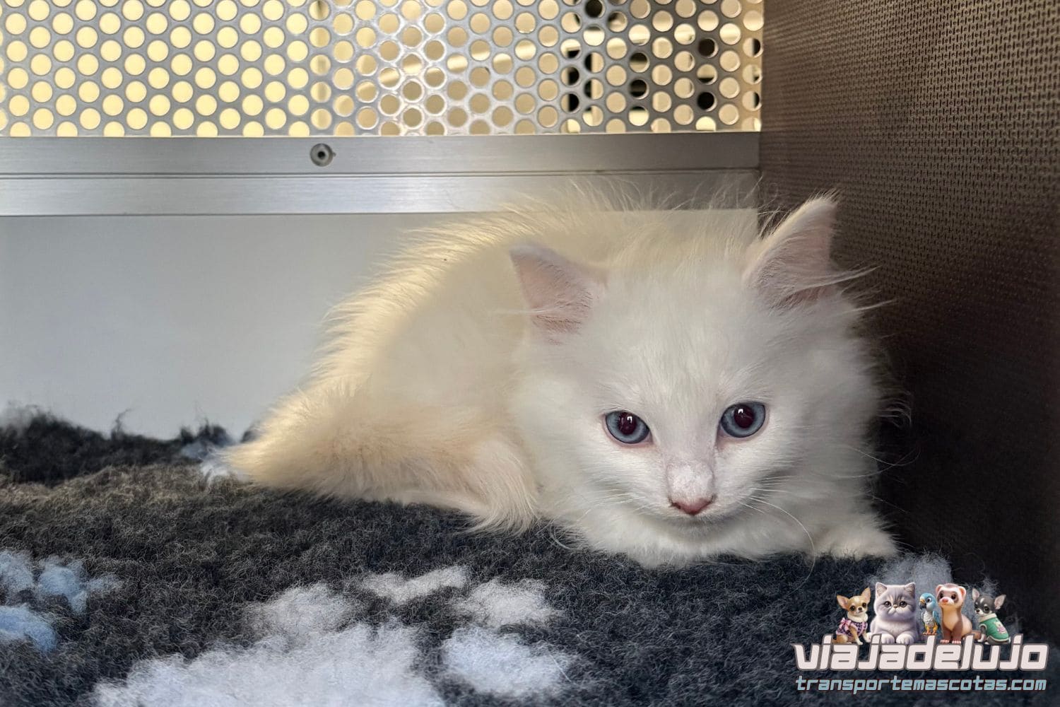 Nino, gato ragdoll blanco de ojos azules, durante su transporte de Toledo a Barcelona con ViajaDeLujo