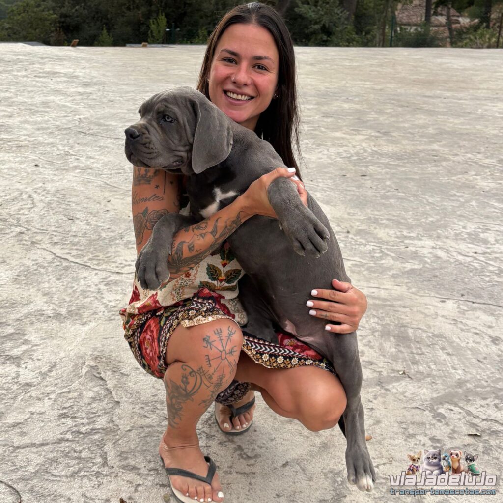 Transporte de Mascotas de Zaragoza a Barcelona: Athena viaja a su nuevo hogar 1 entrega de mascota transporte zaragoza barcelona
