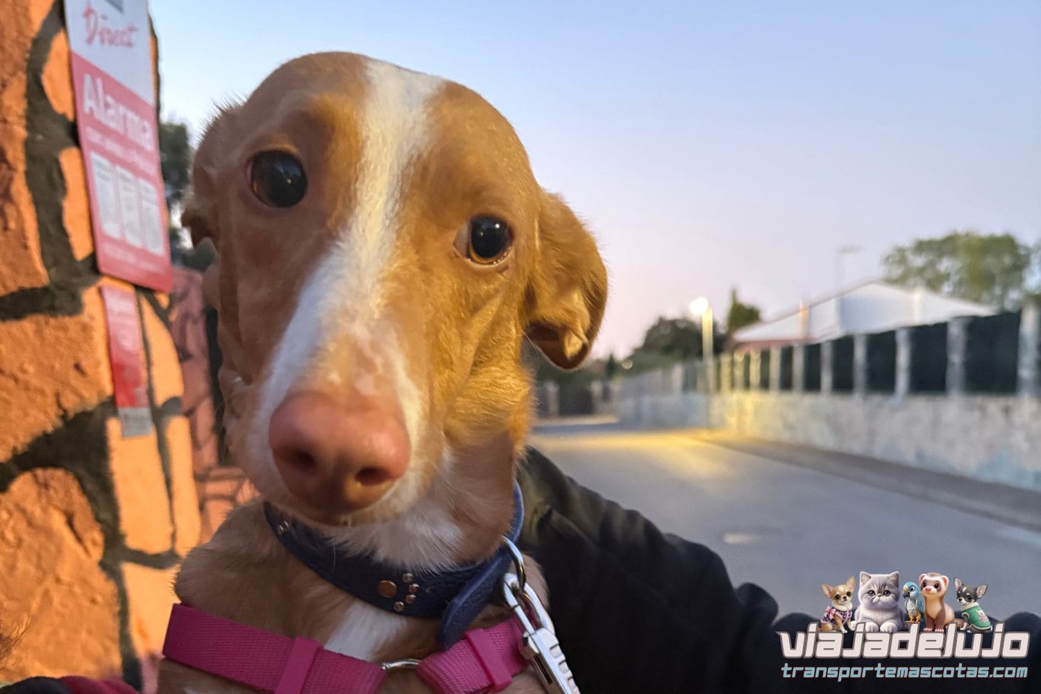 Gala, perrita mestiza de acogida, tras su viaje de Guadalajara a Pamplona con ViajaDeLujo